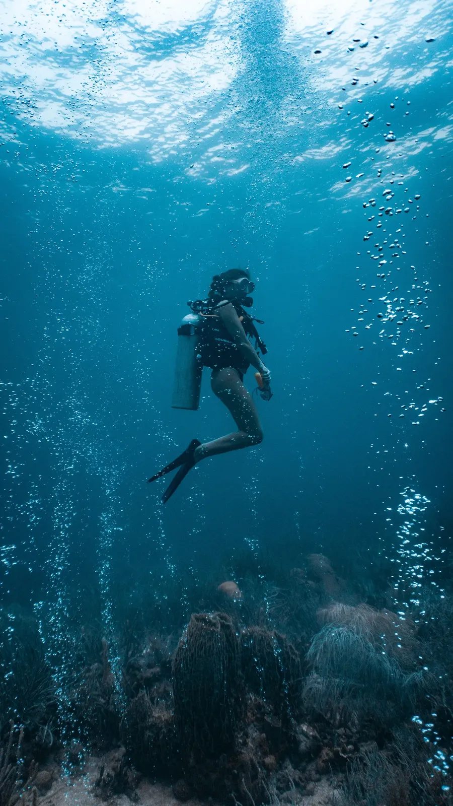 Diving in Isla Fuerte with Nautilus