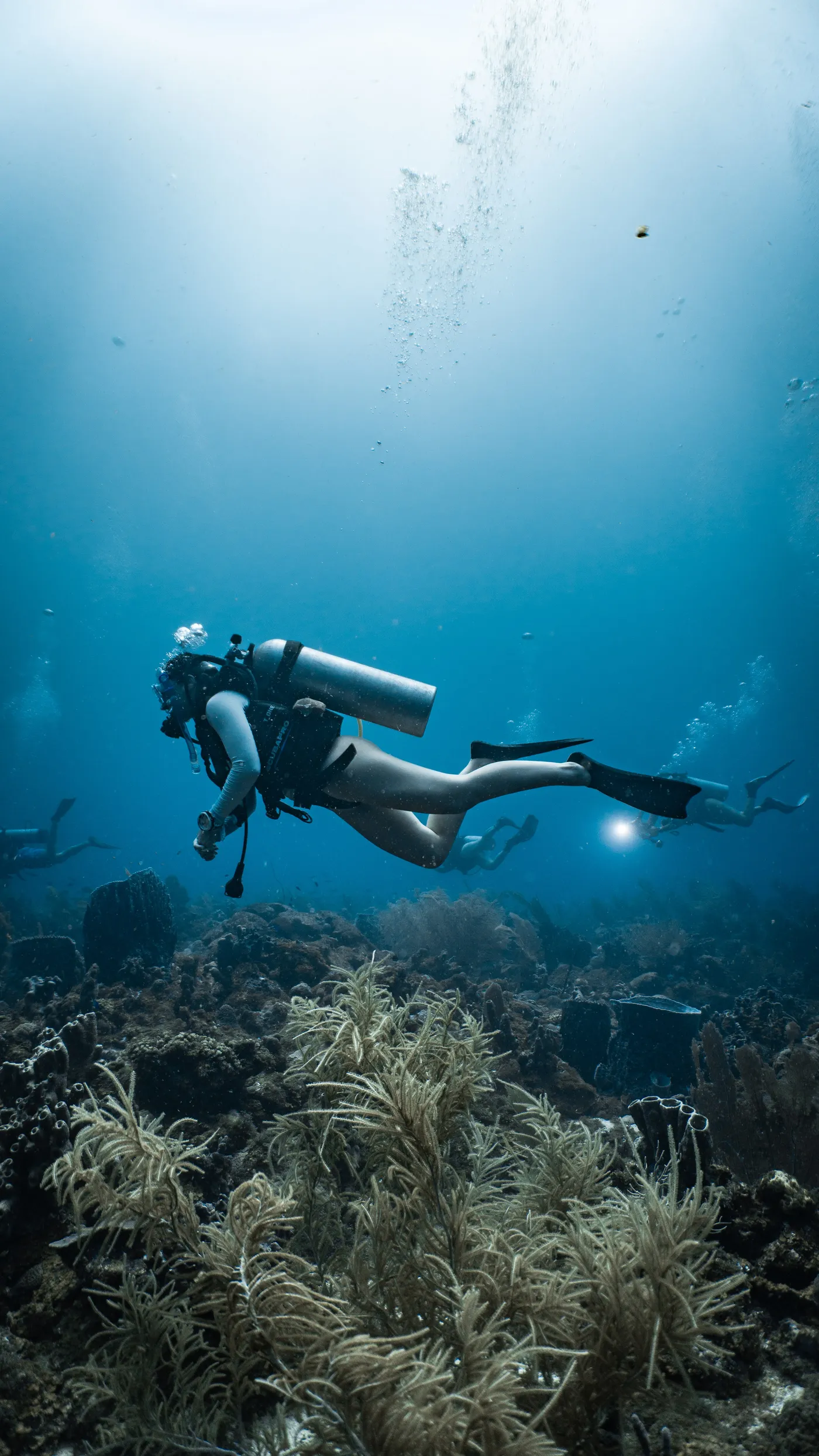 Nautilus divers