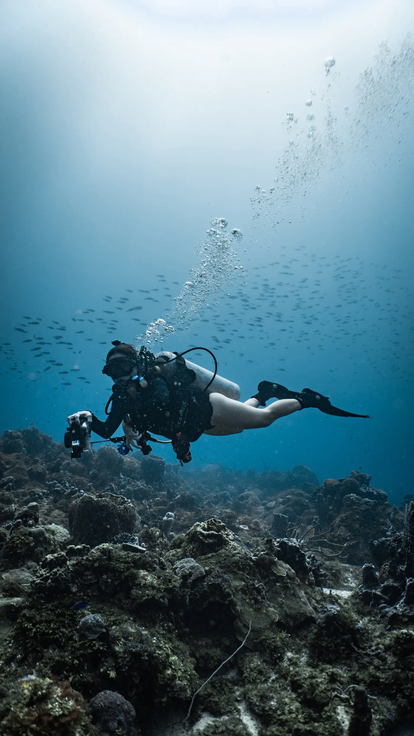 Diver at Bushnell