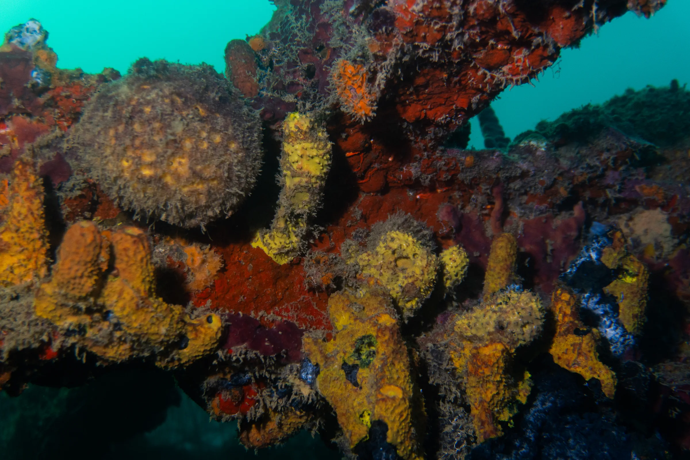 Coral of Isla Fuerte