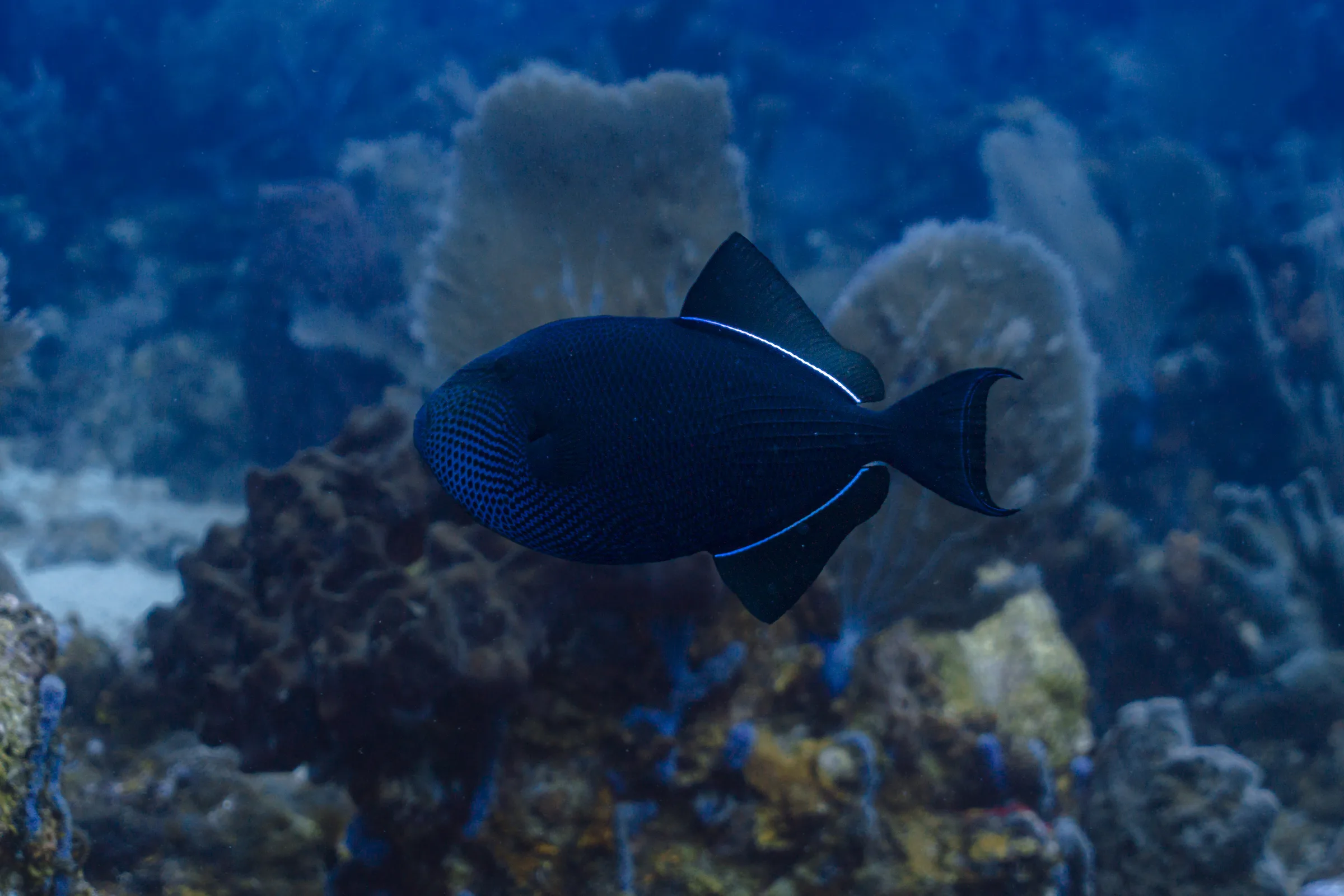 Reef fish