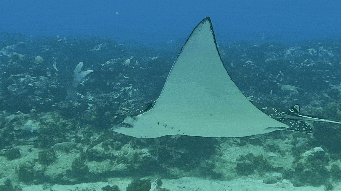 Eagle Manta Ray