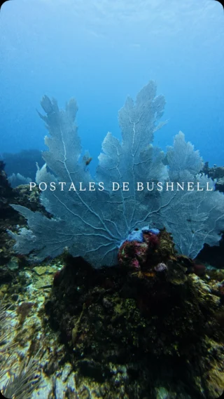 Instagram post from nautilusislafuerte. This post is in position 5.