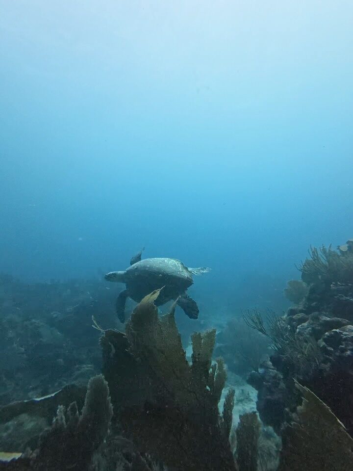 Instagram post from nautilusislafuerte. This post is in position 10.