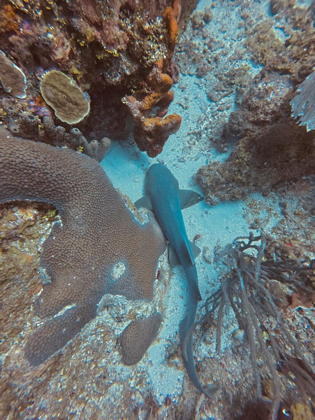 Instagram post from nautilusislafuerte. This post is in position 1.